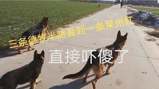 三条德牧半路看到一条大型猛犬莱州红，三挑一吓得不敢动太怂了