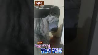 무념무상 냥이 앞에  킹받은 냥이#동물농장 #부부싸움#고양이일상