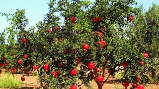 anar ka podha🌲anar ka podha кєѕe lagaya hai🙏🌲🌲How to grow plants🌳🌳🇳🇪  pomegranat ।îtree🌳🍅nursery