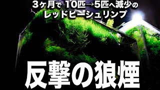 半減のレッドビーシュリンプの 起死回生！？の反撃の狼煙 【アクアリウム】