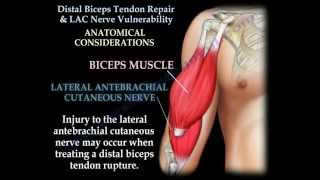 Distal Biceps Tendon Repair & Nerve Vulnerability - Everything You Need To Know - Dr. Nabil Ebraheim
