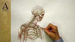 Facial Anatomy - Anatomy Master Class