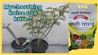 Pot me Mychorrhiza kaise use kare ? How to use mycorrhiza after repotting ?