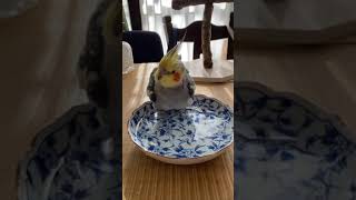 オカメインコななちゃん水浴びしました。