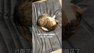 猫才用了几年就开线爆棉花了 怎么办？挺急的三花猫 铲屎官的乐趣 我镜头下的小猫 萌宠出道计划