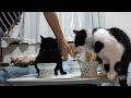 2023ｰ06−11 保護猫たちの「ほっこり猫ライブ」ハッチ＆マック＋黒猫めめ cat live stream in japan cat life tv