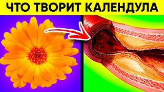 ВОТ ЧТО ТВОРИТ КАЛЕНДУЛА! (Реальная Польза и Вред Календулы)