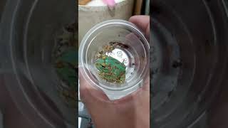 薄荷藍精靈 ， 角蛙 南美角蛙 異變角蛙