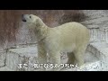 雨降ってホウちゃん固まる💗飼育員さんが気になって【天王寺動物園】