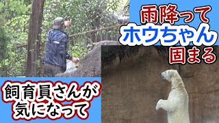 雨降ってホウちゃん固まる💗飼育員さんが気になって【天王寺動物園】