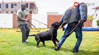 Ice the Mighty Rottweiler Unleashes Attack