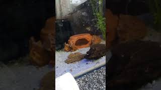 juvenile barramundi eating live fish