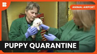 Pomeranian's in Quarantine - Animal Airport - Animal Documentary