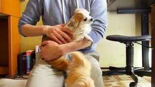 犬と猫を呼ぶ方法 -How to teach Cats \u0026 Dogs to come-