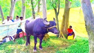 ভলুগড়িয়া আসরে ১নং কাড়ার জোড়া