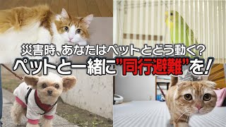 【特集】「災害時、あなたはペットとどう動く？」  ペットと一緒に”同行避難”を！