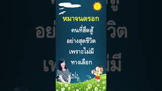 หมาจนตรอก #สุภาษิตสำนวนไทย @isssabithip