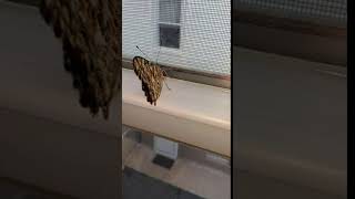 I found the missing butterfly!