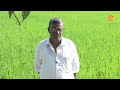 நெல் சாகுபடி successful farmer