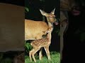 R.i.p. Bambi’s mom…