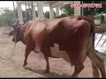 25 லிட்டர் கரவைத்தினில் உயர் தரமான கிர் பசு விற்பனைக்கு cattle cow agriculture farm farming