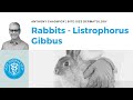 Veterinary Dermatology Top Tips - Rabbits - Listrophorus Gibbus