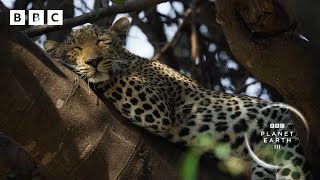 This leopardess has an INCREDIBLE hunting technique 🐆 | Planet Earth III - BBC