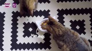 Whiskas: de volledige voeding voor Jip \u0026 Mees