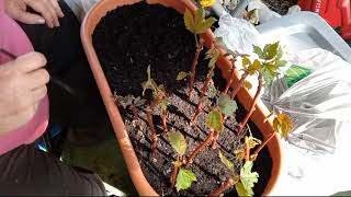 Planting Rooted Cranberry Hibiscus Cuttings