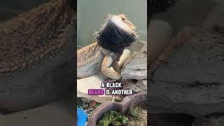 You wont believe what this lizard did!😱 Bearded Dragon Behavior part 2