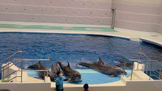 2022/01/09  いおワールドかごしま水族館  イルカの時間