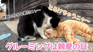 兄弟同然の仲良し猫ちゃんのグルーミング！幸せなひとときでした【野良猫 捨て猫 CAT VIDEO 고양이 बिल्ली 感動猫動画 】