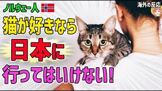 【海外の反応】ノルウェー人女性「猫が好きなら日本に行ってはいけない」→日本の猫カフェに行った結果…日本人も知らない真のニッポン】