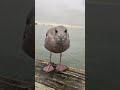 how can you walk by when a hungry seagull is asking for money to buy food 🥺