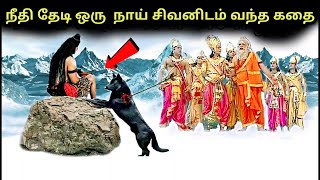 நீதி தேடுவதற்காக ஒரு கருப்பு நாய் சிவபெருமானிடம் வந்தபோது l The story of black dog and shiva