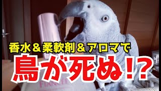 【危険！】私が愛鳥のために香水と柔軟剤をやめた理由