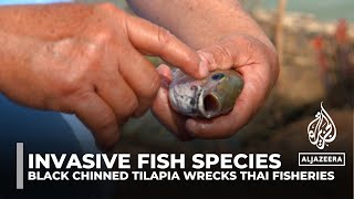 Invasive fish species: 'Blackchin Tilapia' devastating Thailand fisheries