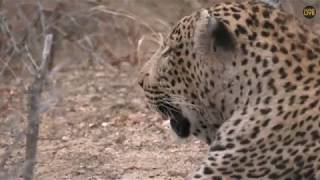 SouthAfricaDjChiTorPMsafariLIVE 5 Aug 2018 Tingana, male leopard