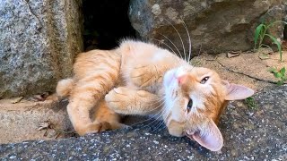 猫島の神社に猫と一緒に行ってきた