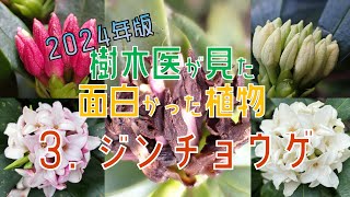 【配信切り抜き③ジンチョウゲ】面白かった植物10種を樹木医が解説する配信です！#vtuber #樹木医 #植物