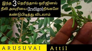 ஒரிஜினல் நீலிஅவுரியை கண்டுபிடிக்க எளிய வழிகள்| Neeli Avuri Natural Hair Dye|  Original Indigo plant