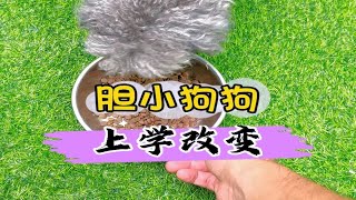 胆小狗狗 上学改变