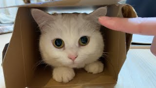 箱の中に猫のふりをしたおもちがいます。