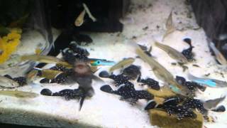 Ancistrus sp. L181 eggs and fry