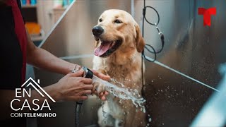 Mantén a tu perro sano con estos consejos de higiene | En Casa Con Telemundo