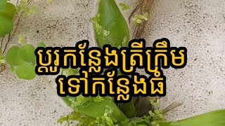 #ត្រីក្រឹម ផ្លាស់ប្ដូរកន្លែងកូនត្រីទៅកន្លែងធំ☺️🙏