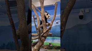 圓寶小朋友登高吃點心：我太可愛了嗎 #panda #cute #yuanbao #animallover