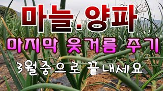 [텃밭농부.532]  마늘양파 마지막 웃거름 3월중에 끝내세요.텃밭농사.3월