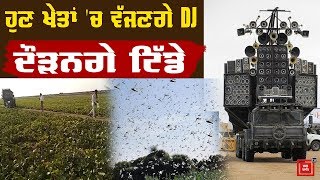 Farmers ਨੇ ਟਿੱਡੀ ਦਲ ਦਾ ਕੱਢਿਆ ਅਨੋਖਾ ਤੋੜ