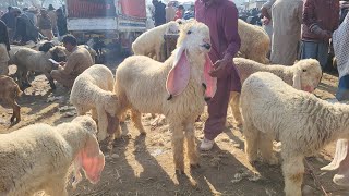 Kajle Chatre | Qurbani 2025 | Shahpur kanjra | Lahore Mandi | Mazhar Biba Official